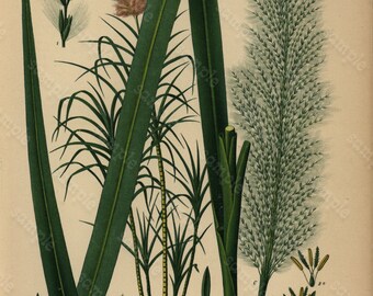 Original Antique Botanical Print From From Franz Eugen Kohler/'s Botanical Atlas Smilax Medica Schlecht Et Cham