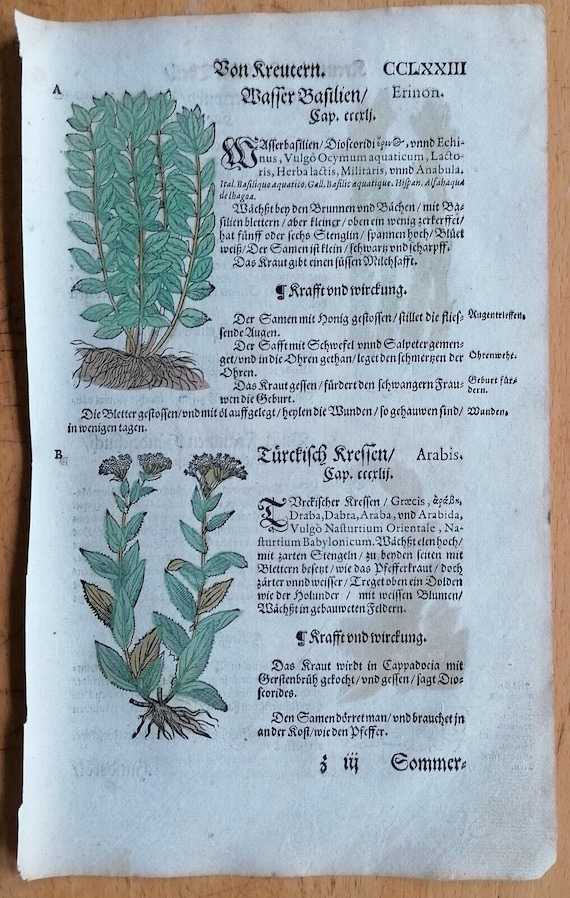 Herbal botanical engraving print from 1580  double sided