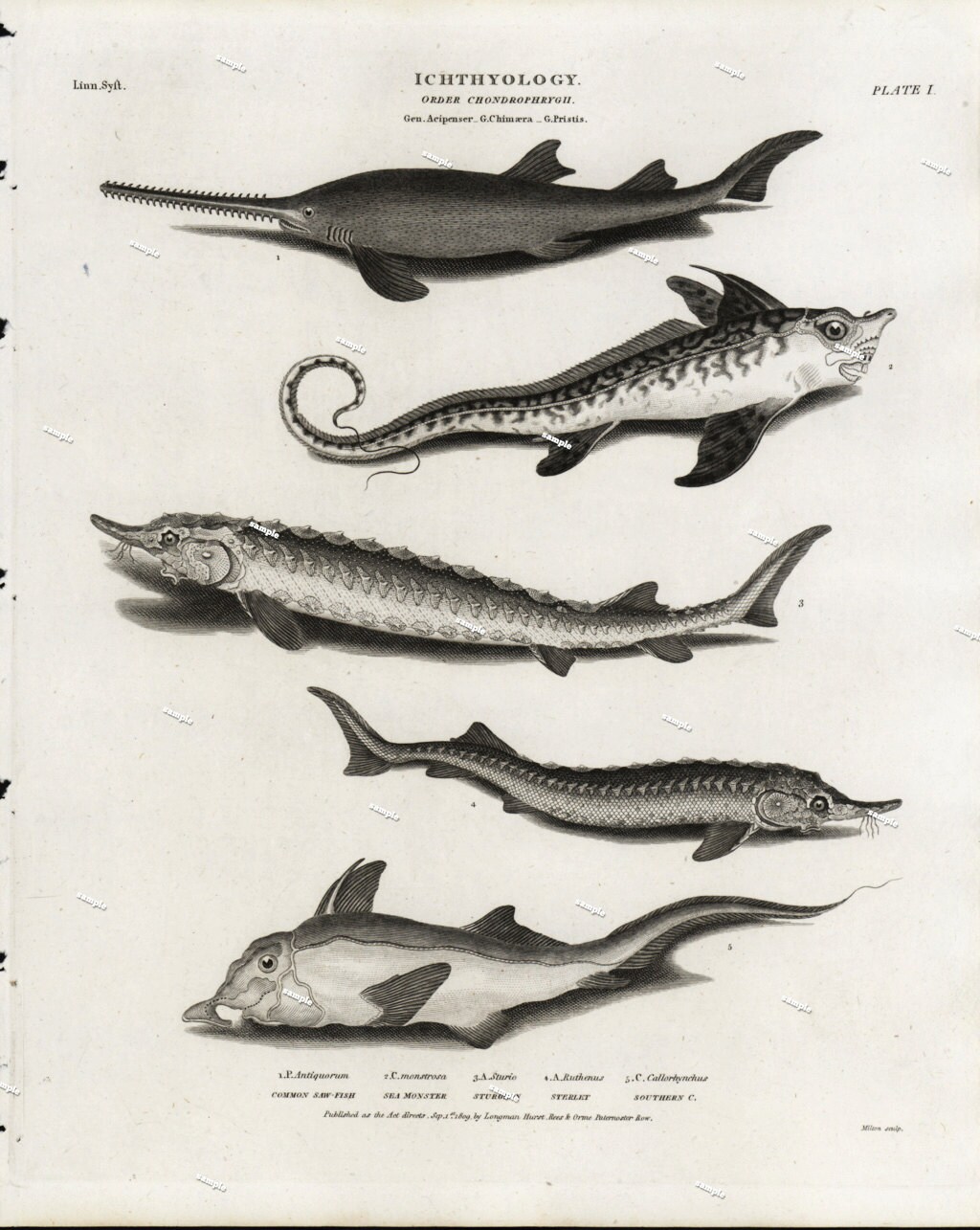 Antique Fish Engraving  from Abraham Rees Cyclopaedia  1819 First Edition original print decorative art nature print ocean