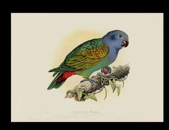 19th century Parrots in Captivity woodblock hand Colored Engraving Red-Vented Parrot