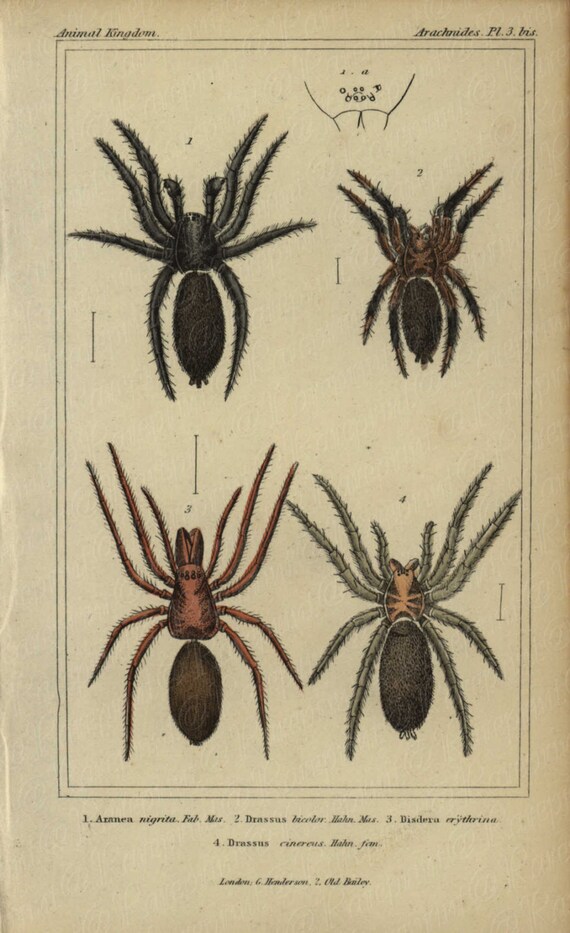 Antique Original Hand colored  Natural History Spider Hand Colored Engraving  Group Of Spiders From Animal Kindom- Gorgeous Vibrant Colors