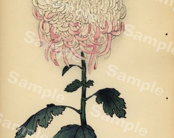 Lovely KORIN ukiyo-e Japanese woodblock antique print of Chrysanthemum Meiji Period