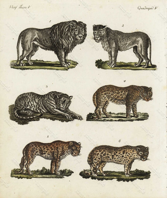 Original Antique Natural History Hand Colored Print of Lions - wild cats - Jaguar