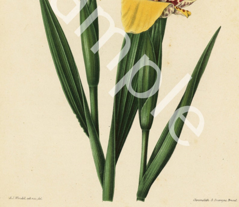 Botanical original antique 1868 1st Ed Chromolithograph H Witte G Severeyns The Tiger Flower