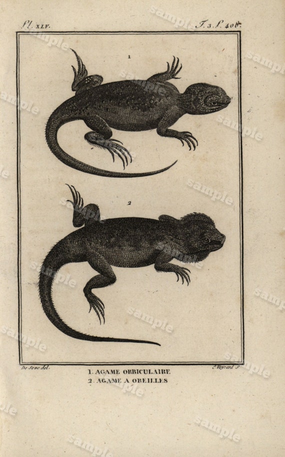 Original Antique Natural History copperplate of Reptiles - Histoire Naturele by the Buffon de comte - 1790 - Aguna Lizard Black and white