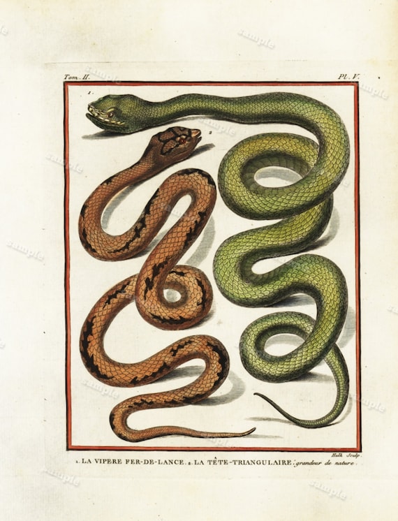 Original Antique Natural History copperplate of Reptiles - Histoire Naturele by the Buffon de comte - 1780 - Snake - Vipers Hand Colored