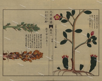 19th Century Japanese Antique Original Hand Colored woodblock  botanical print Meiji 38 period Decorative art