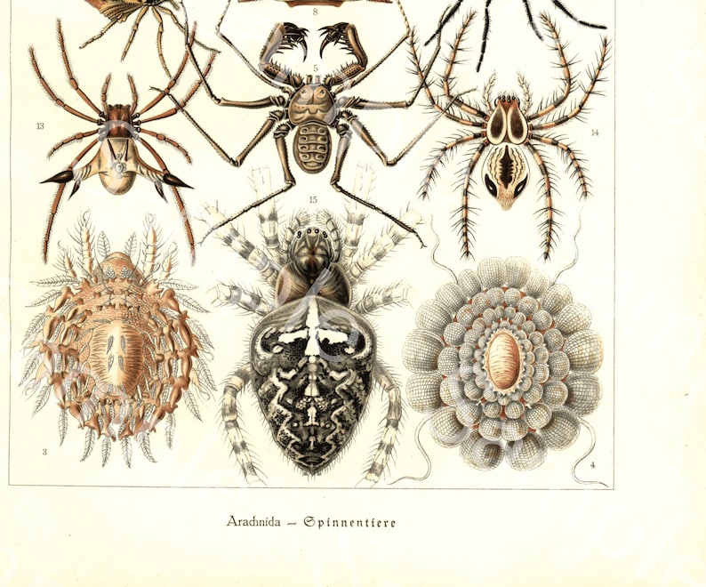 Gorgeous lithograph print from Art Forms of Nature by Ernst Haeckel