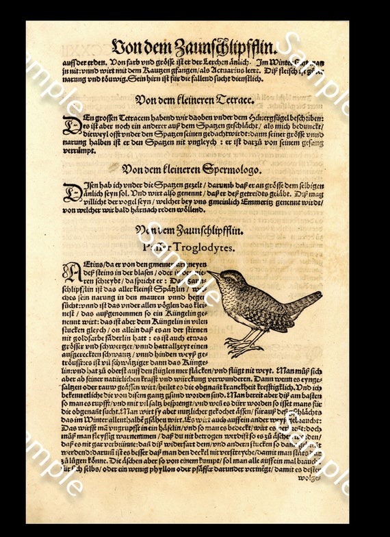 Antique Original  Natural History Opera Omnia. Ornithologiae bird Engraving Circa 1583