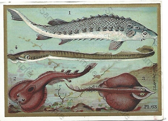 Rare  Victorian Trade card Animals VARIOUS FISH