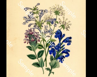 Antique wild flowers circa 1840's Jane Loudon Hand-Colored Lithograph print