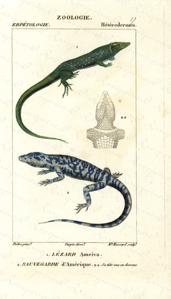 Original Antique Hand Colored Reptiles engraving from 1829 - American Lizards- Lizards