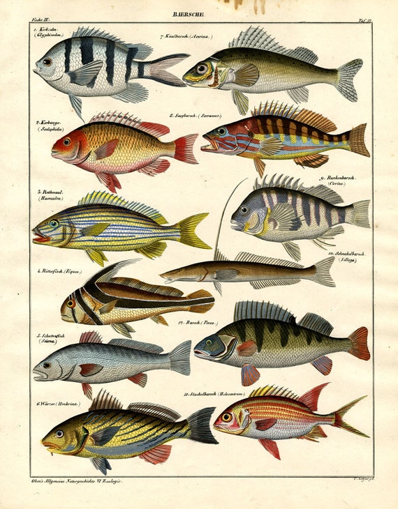 Fish hand colored print published 1842 large print original authentic print natural history aquatic life ocean life Antique