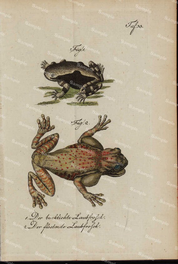 Amphibians hand colored engraving from Natural history of Buffon  dates 1790 Over 200 Years  (Fold out print)