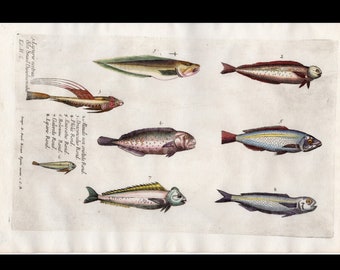 Circa 1686 Antique hand-colored engraving various fish