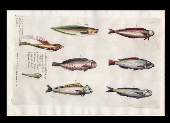 Circa 1686 Antique hand-colored engraving various fish