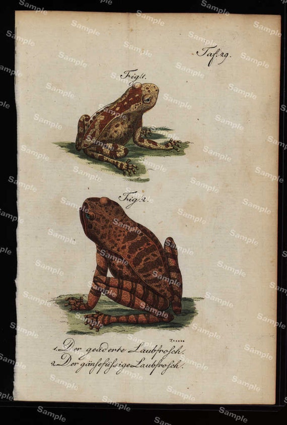 Amphibians hand colored engraving from Natural history of Buffon  dates 1790 Over 200 Years  (Fold out print)