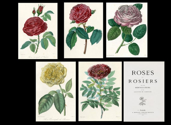 Antique hand colored roses 5 prints in a set