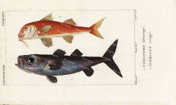 Zoology Engraving decorative art original print wall art home decor Hand Color  natural history Fish