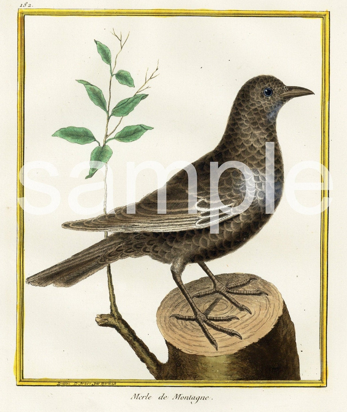 Francois Nicolas Hand Colored Bird Engraving Print Circa 1770