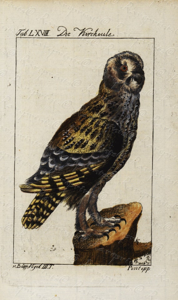 Original Antique Natural History Bird Engraving  Hand Colored  - Very Rare - OWL