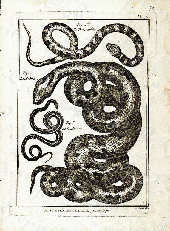 Original Antique Natural History copperplate of Reptiles - Histoire Naturele by the Buffon de comte - 1780 - Snake - Vipers