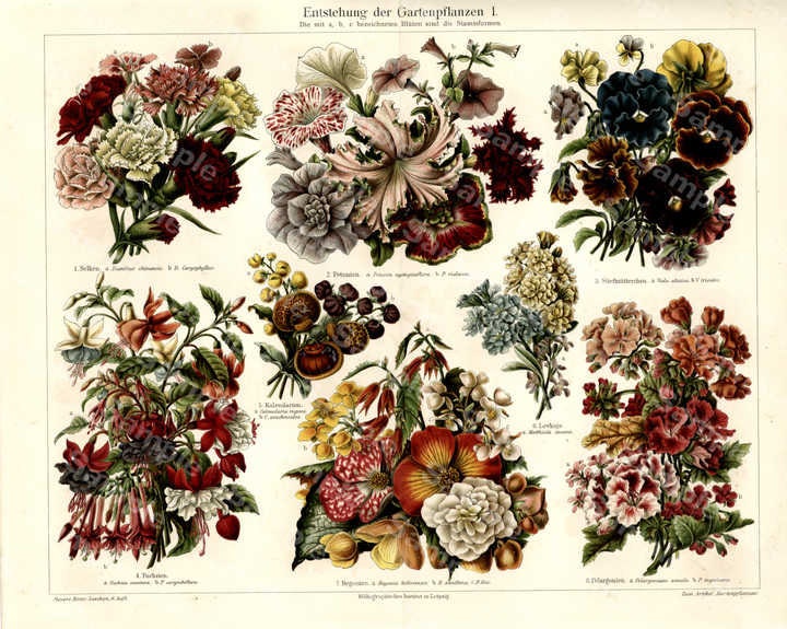 Antique Original Print of Various Roses and Flowers Decorative - Etsy