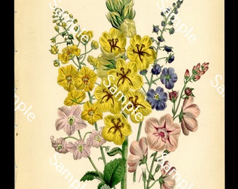 Antique wild flowers Verbascum circa 1840's Jane Loudon Hand-Colored Lithograph print