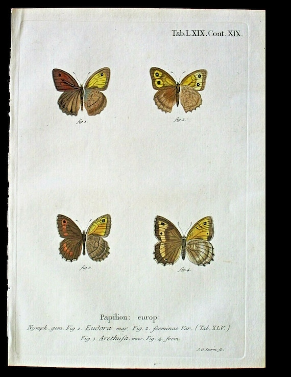 18th Century European Butterfly,Esper,Schmetterlinge,Arethusa,hand colored Engraving