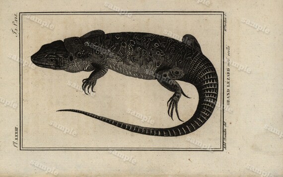 Original Antique Natural History copperplate of Reptiles - Histoire Naturele by the Buffon de comte - 1790 -  Lizards Black and white