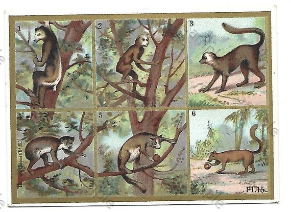 Rare  Victorian Trade card animals monkey apes