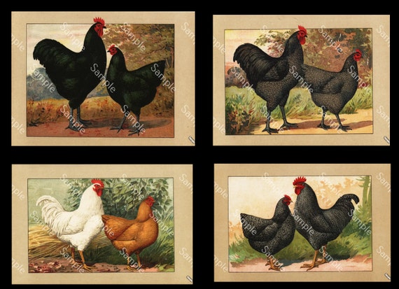 Antique original poultry Color Lithograph four prints of Roosters