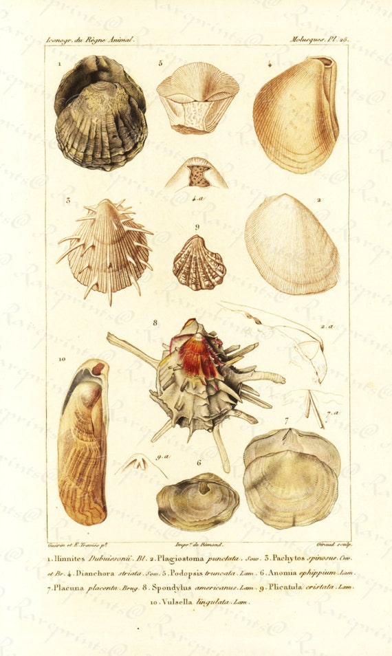 Original Antique Hand Colored Sea Shell engraving from 1829 -