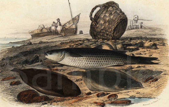 Rare Original Hand Colored Engraving of Fish circa 1837