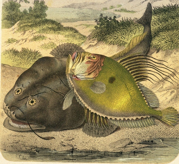 19th Century,Hand colored,lithograph print,Natural history,Original art,Nature print,antique Fish Engraving