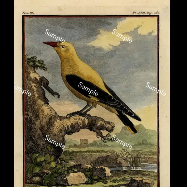 Rare large QUARTO edition hand colored bird engraving circa 1766 De Seve off set Le Loriot