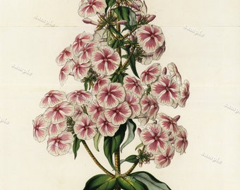 Phlox Roi Léopold 1852  Hand colored  Botanical  Hand Colored  Flora Lithograph Original art wall art decorative art  Fold out