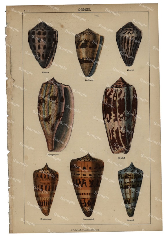 Gorgeous  Natural History original hand colored print of sea shells and cones over 150 years old Rare find