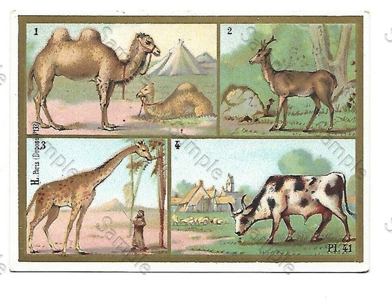 Rare  Victorian Trade card animals camel giraffe