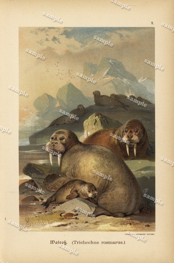 1890 Original Colored lithograph of Seals  sealife- nature print natural history prints art decor home decor wall art - Encyclopedia page