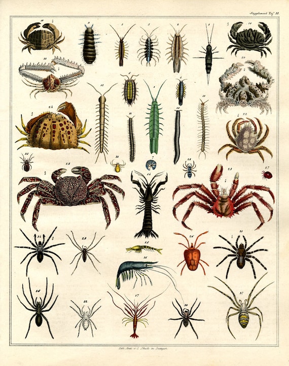 Crabs and shirmps hand colored print published 1842 large print original authentic print natural history aquatic life ocean life Antique