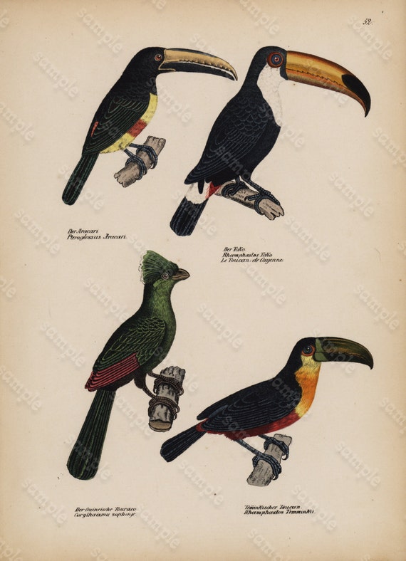 Antique Hand Colored Original Bird Toucans Print from Schinz First Edition 1840 not a recent Hand colored Print.