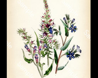 Antique wild flowers Echium circa 1840's Jane Loudon Hand-Colored Lithograph print