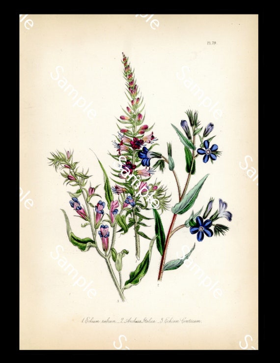 Antique wild flowers Echium circa 1840's Jane Loudon Hand-Colored Lithograph print