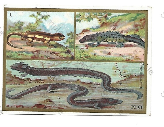 Rare  Victorian Trade card Animals Reptiles vertebrates snakes