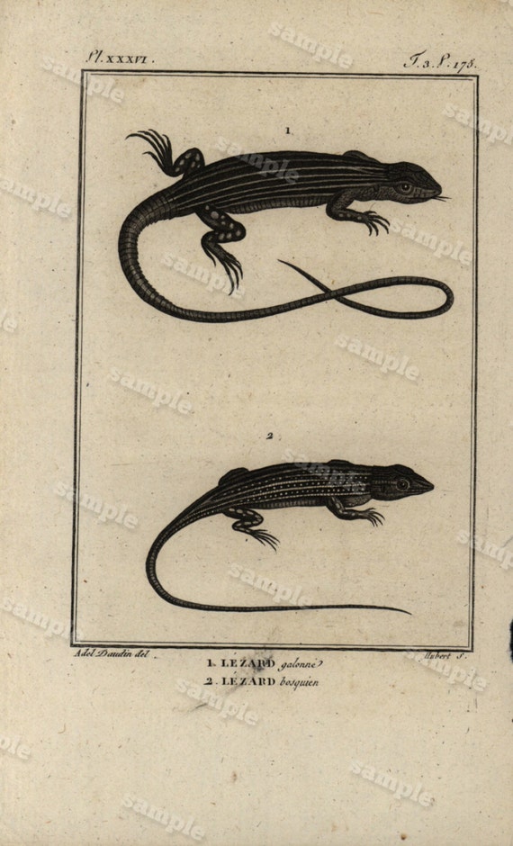 Original Antique Natural History copperplate of Reptiles - Histoire Naturele by the Buffon de comte - 1790 -  Lizards Black and white