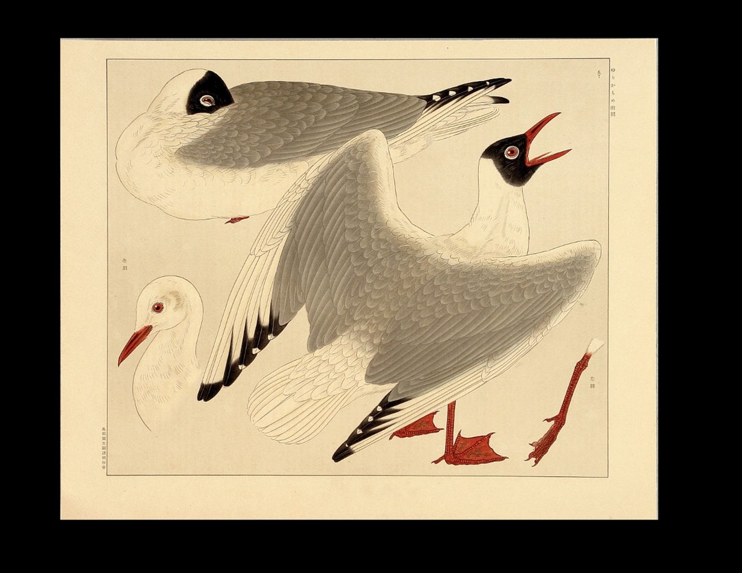 Original Japanese Lithograph Bird Print Black-headed Gull - Etsy