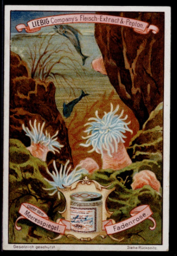 Rare Victorian  Trading card from 1890-1900  Sea life