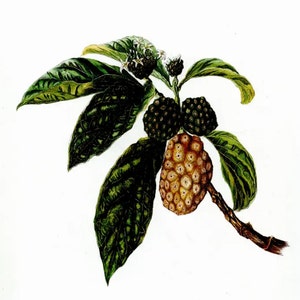 Einheimische Blumen der Hawaii-Inseln NONI gedruckt in Aquarellfarben Isabella Sinclair Circa 1885 Bild 4