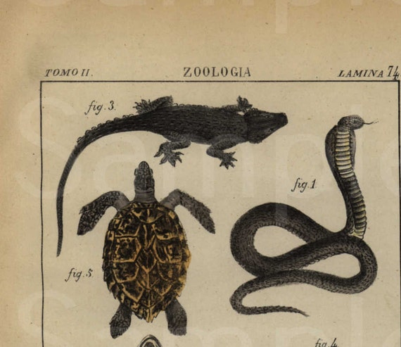 Original Antique Hand Colored Animal engraving  zoologia By Edwards 1844 Rare Prints Hardly come up on auctions  reptiles